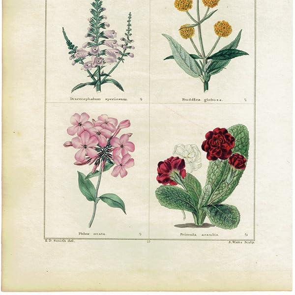 ★イギリス　ボタニカルアート　① イギリス「ボタニカルアート「フロックス」（小